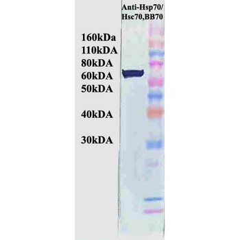 HSP70/HSC70 Antibody (FITC)