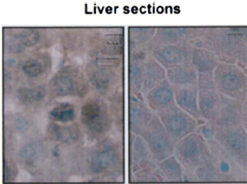 HSP70/HSC70 Antibody (FITC)