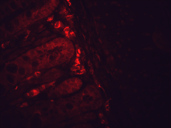HSP90 Antibody (APC)
