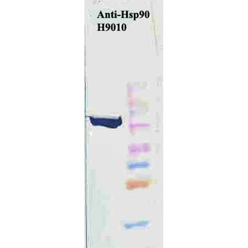HSP90 Antibody (Biotin)