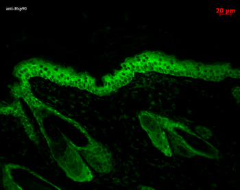 HSP90 Antibody (FITC)