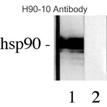 HSP90 Antibody (HRP)