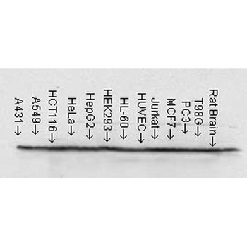 HSP90 Antibody (PerCP)