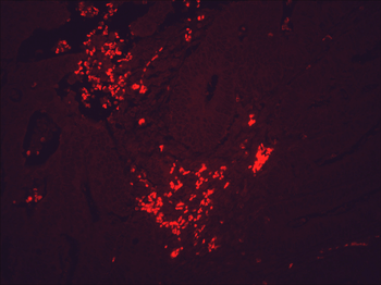 HSP90 Antibody (RPE)