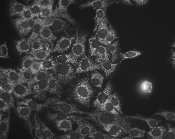 HSP60 Antibody (APC)