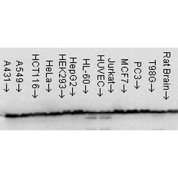 HSP60 Antibody (HRP)