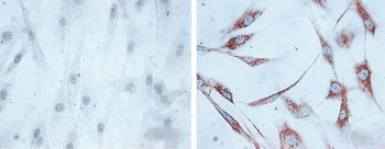 HSP60 Antibody (HRP)