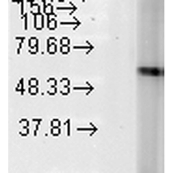 HSP60 Antibody (HRP)