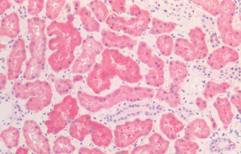 HSP60 Antibody (PerCP)