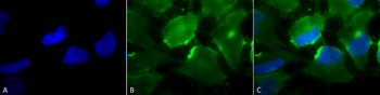 CD74 Antibody (Biotin)