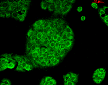 CD74 Antibody (Biotin)