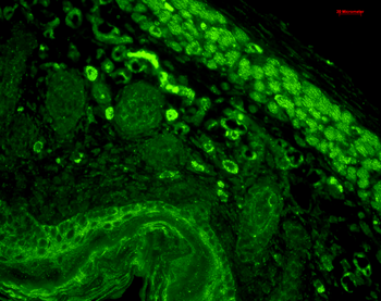 CD74 Antibody (PerCP)
