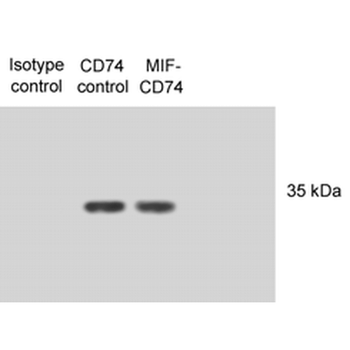 CD74 Antibody (RPE)