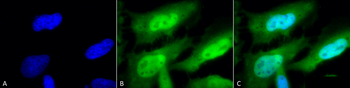 HSF1 Antibody (APC)