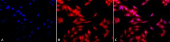 HSF1 Antibody (APC)