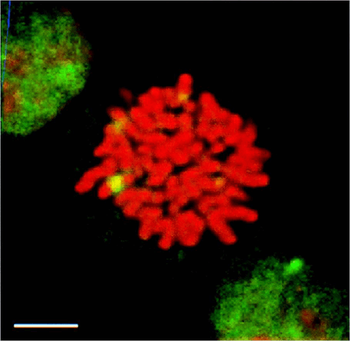 HSF1 Antibody (FITC)