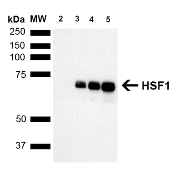 HSF1 Antibody (FITC)