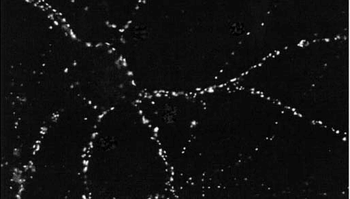 PSD95 Antibody (APC)