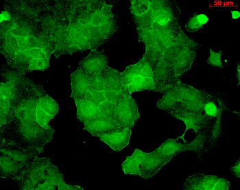 PSD95 Antibody (FITC)