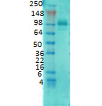 PSD95 Antibody (HRP)