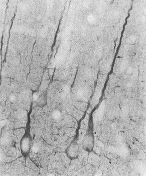 PSD95 Antibody (APC)