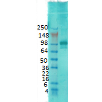 PSD95 Antibody (APC)