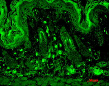 PSD95 Antibody (Biotin)