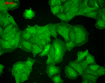 PSD95 Antibody (FITC)