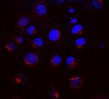 KDEL Receptor Antibody (APC)
