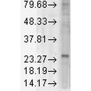 KDEL Receptor Antibody (APC)