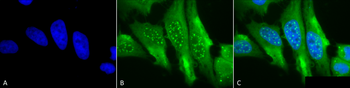 HO-1 Antibody (Biotin)
