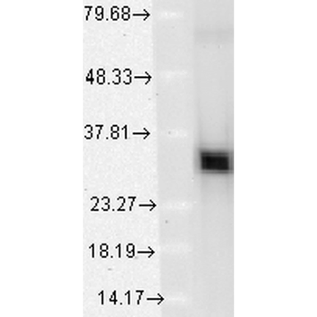 HO-1 Antibody (Biotin)