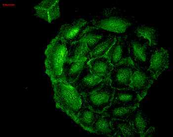 HO-1 Antibody (HRP)