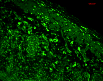 HO-1 Antibody (PerCP)