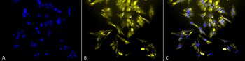 HO-1 Antibody (PerCP)