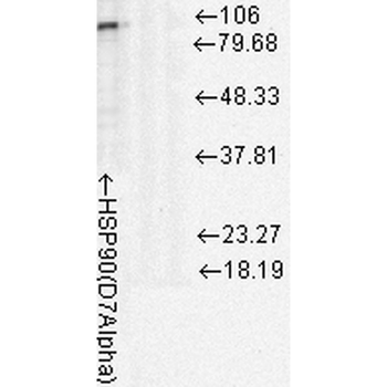 HSP90 Antibody (HRP)