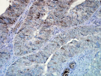 HSP90 Antibody (PerCP)
