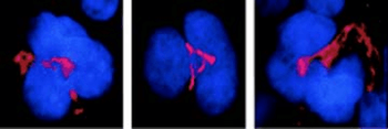 FKBP51 Antibody (APC)