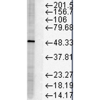 FKBP51 Antibody (RPE)