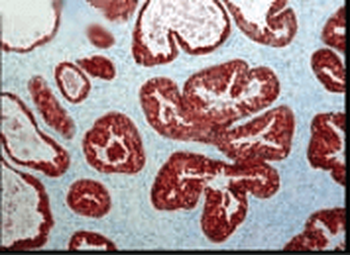 FKBP52 Antibody (Biotin)