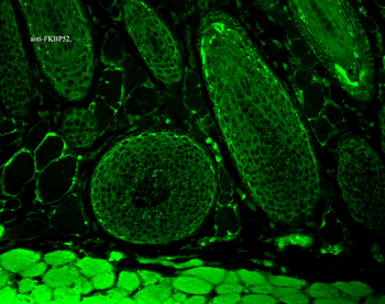 FKBP52 Antibody (FITC)