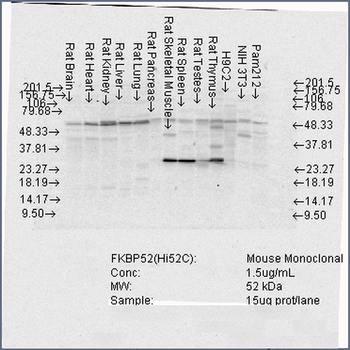 FKBP52 Antibody (FITC)
