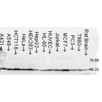 FKBP52 Antibody (FITC)