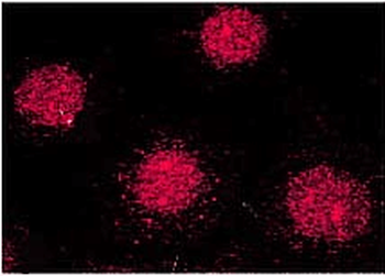 FKBP52 Antibody (FITC)