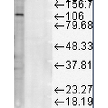LAMP1 Antibody (APC)