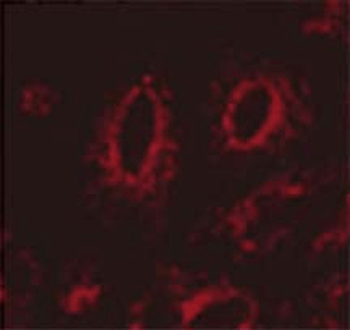 LAMP1 Antibody (FITC)
