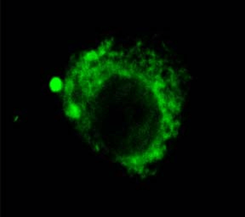 LAMP2 Antibody (FITC)