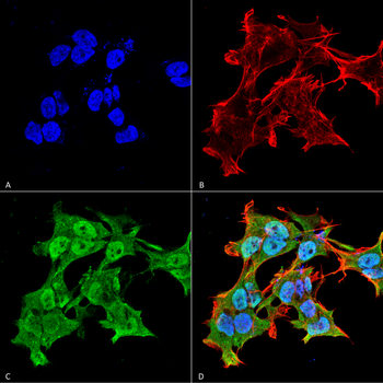 Alpha A Crystallin Antibody (HRP)
