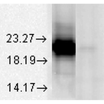 Alpha A Crystallin Antibody (PerCP)