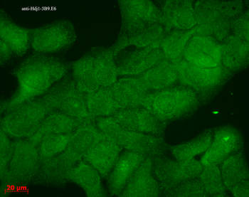 HSP40 Antibody (APC)